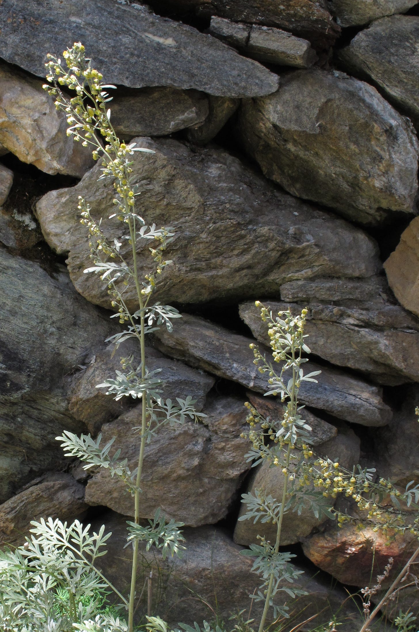 Flowering wormwood in front of a stone wall.