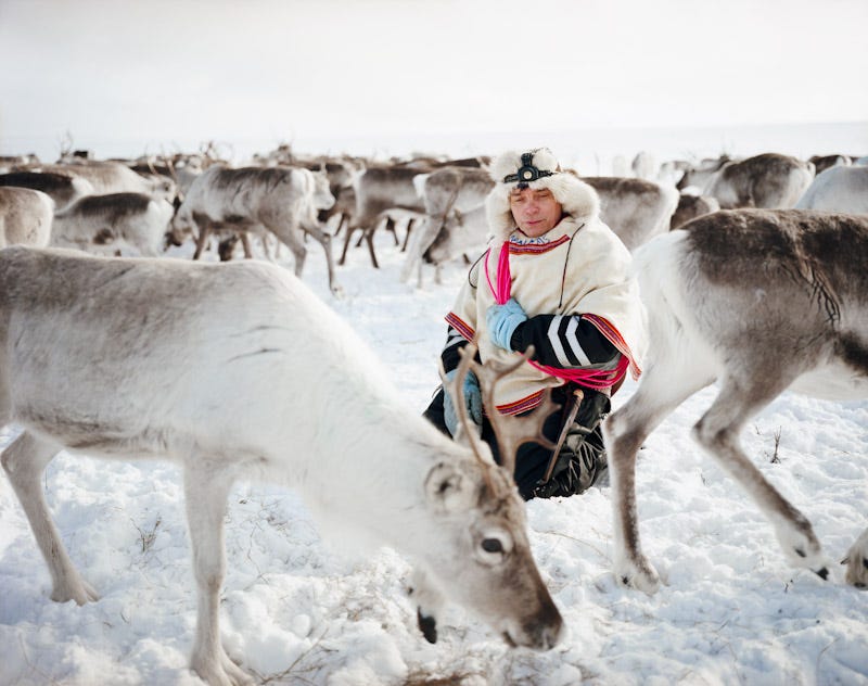 Practicing a time-honoured custom called yoiking, a Sámi herder in Norway chants softly whilst tending his reindeer. © Erika Larsen