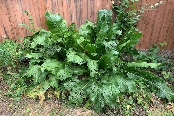 A closeup image of a large horseradish plant in our back yard.