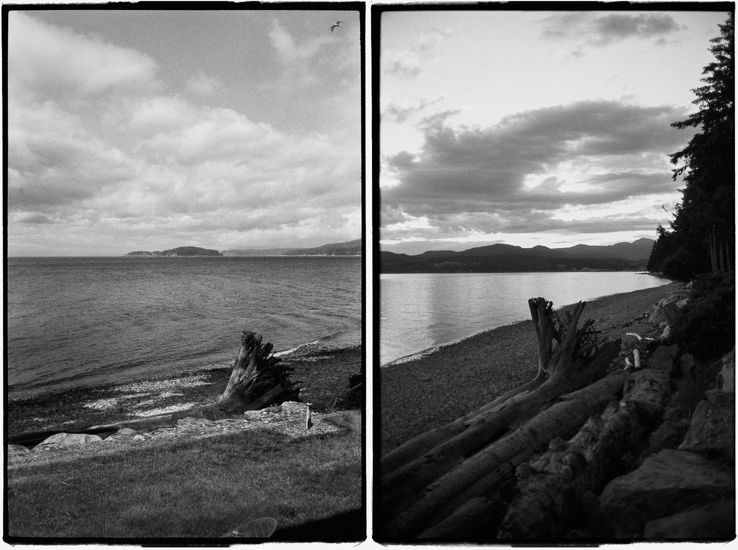 Two photos of driftwood at the shoreline