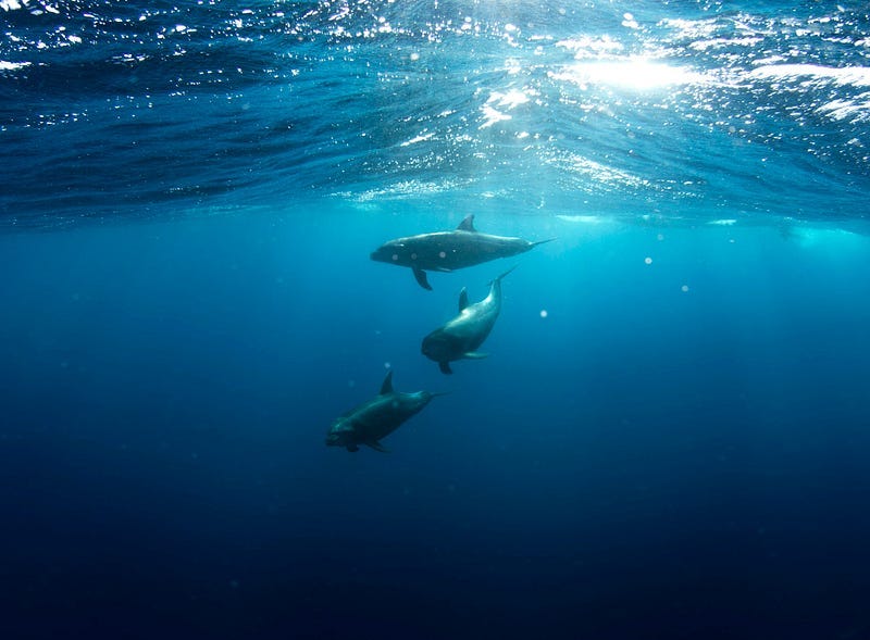 Three Porpoise in the sea Three Porpoise in the sea