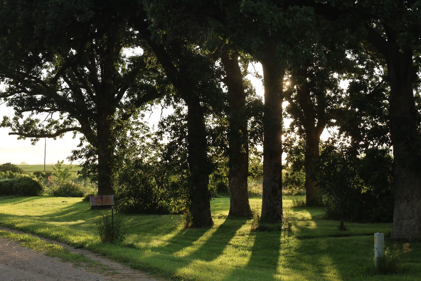 Sun shining through the Might Oaks