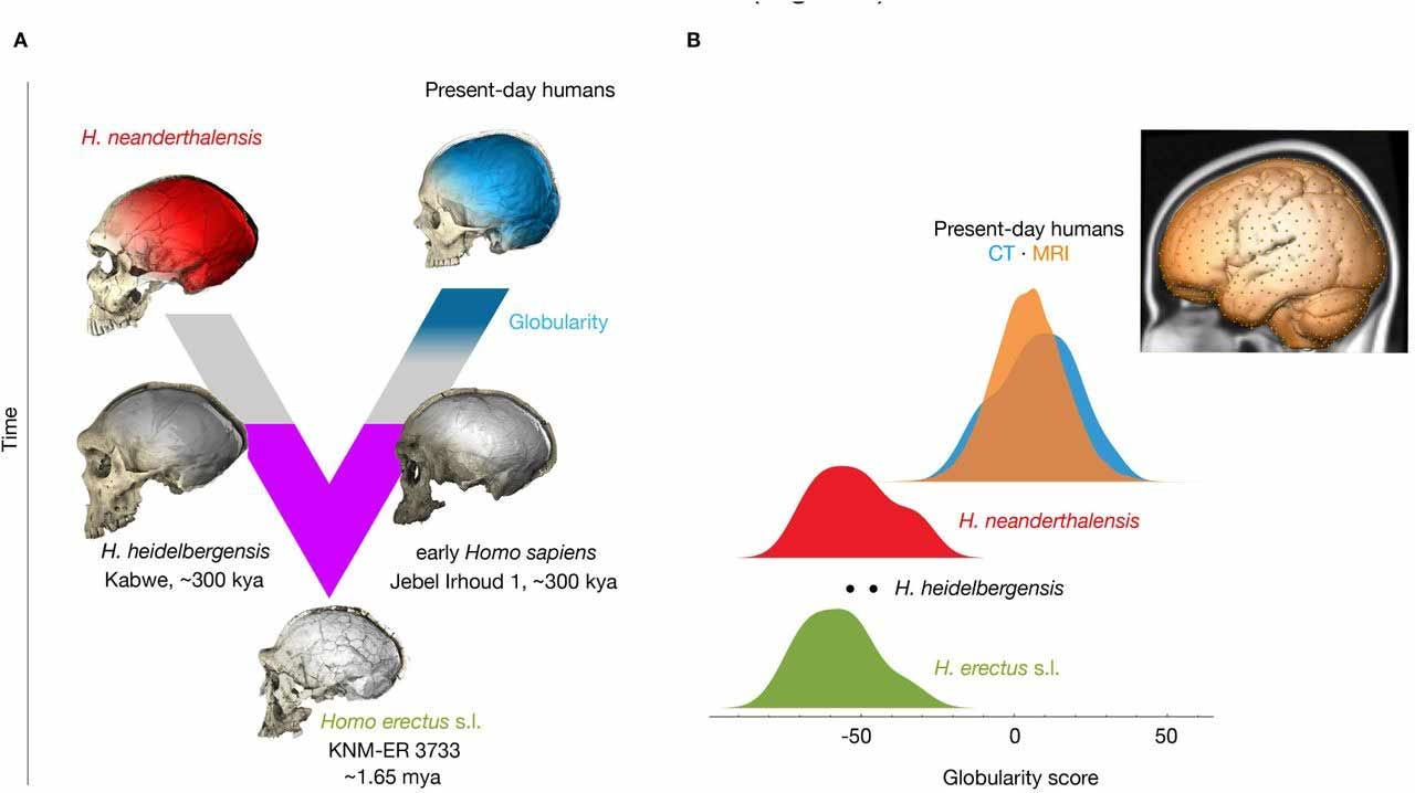 Figure with two panels. Left panel shows a tree of relationships of present-day humans and early Homo sapiens on one branch, Homo heidelbergensis and Homo neanderthalensis on a second branch, and Homo erectus at the base connecting the two branches. Right panel shows the distribution of globular shape which is high in present-day humans and low in Homo neanderthalensis, Homo heidelbergensis, and Homo erectus. Figure with two panels. Left panel shows a tree of relationships of present-day humans and early Homo sapiens on one branch, Homo heidelbergensis and Homo neanderthalensis on a second branch, and Homo erectus at the base connecting the two branches. Right panel shows the distribution of globular shape which is high in present-day humans and low in Homo neanderthalensis, Homo heidelbergensis, and Homo erectus.