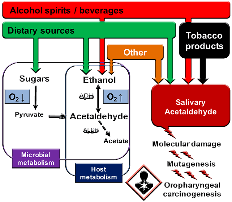 alcohol Acetaldehyde metabolism