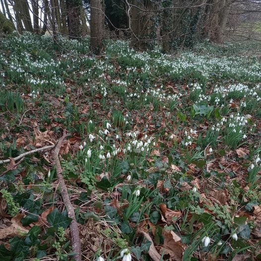 May be an image of snowdrop