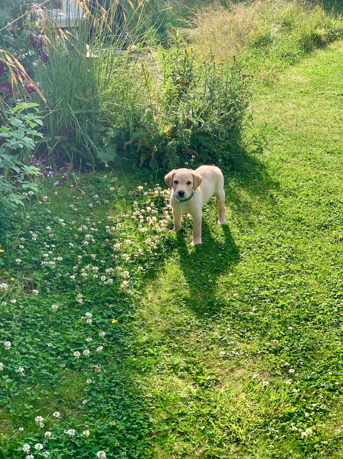 A yellow Labrador puppy standing in a garden with a clover lawn and long grass