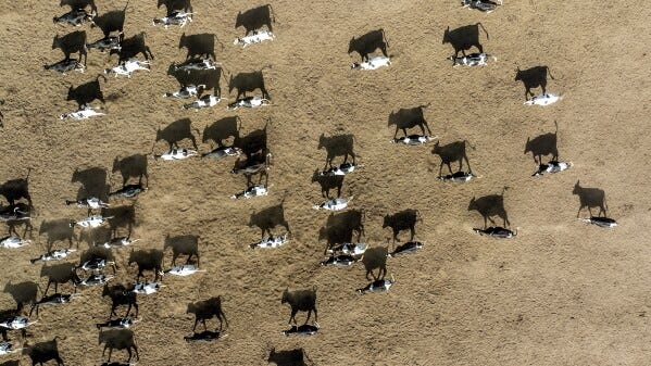 Cows cast shadows on the ground at a Pixley, Calif., dairy farm on Monday, May 20, 2024. Some residents blame the region's dairy farms for creating unhealthy air quality. (AP Photo/Noah Berger)