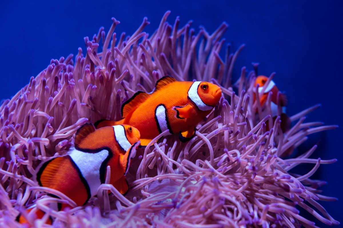 tres peces payaso de rayas blancas y naranjas nadan entre una anémona en un arrecife de coral