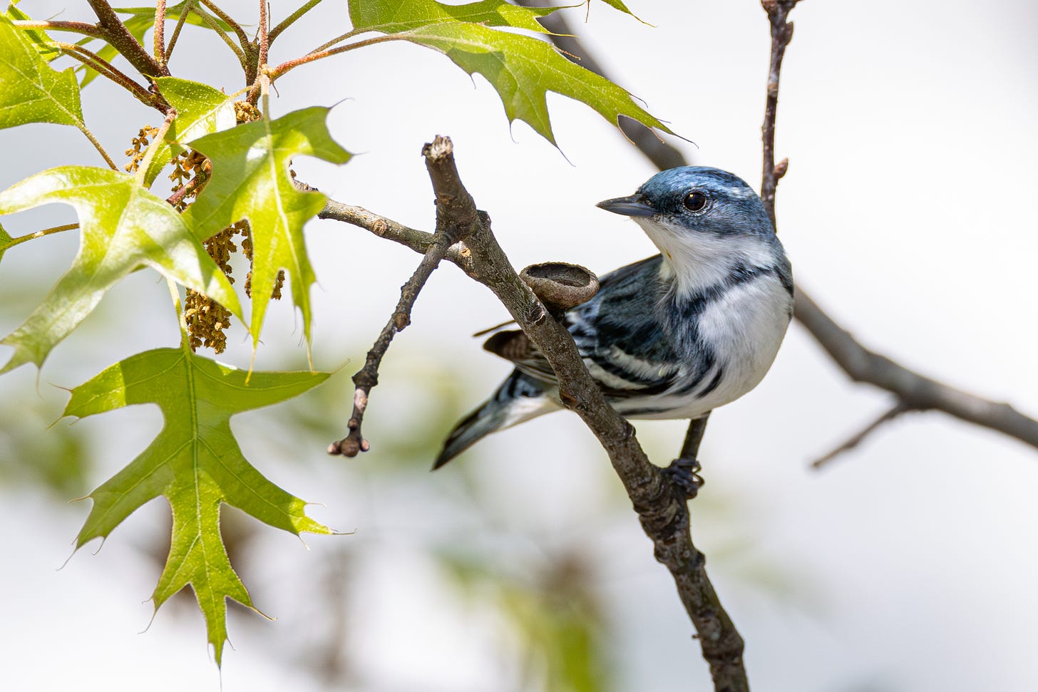 a songbird with a pointy black beak, white belly, and sky blue back/necklace with streaks on its flanks. it is perched on a twig, facing image right looking over its shoulder. there are oak leaves and catkins to image left. 