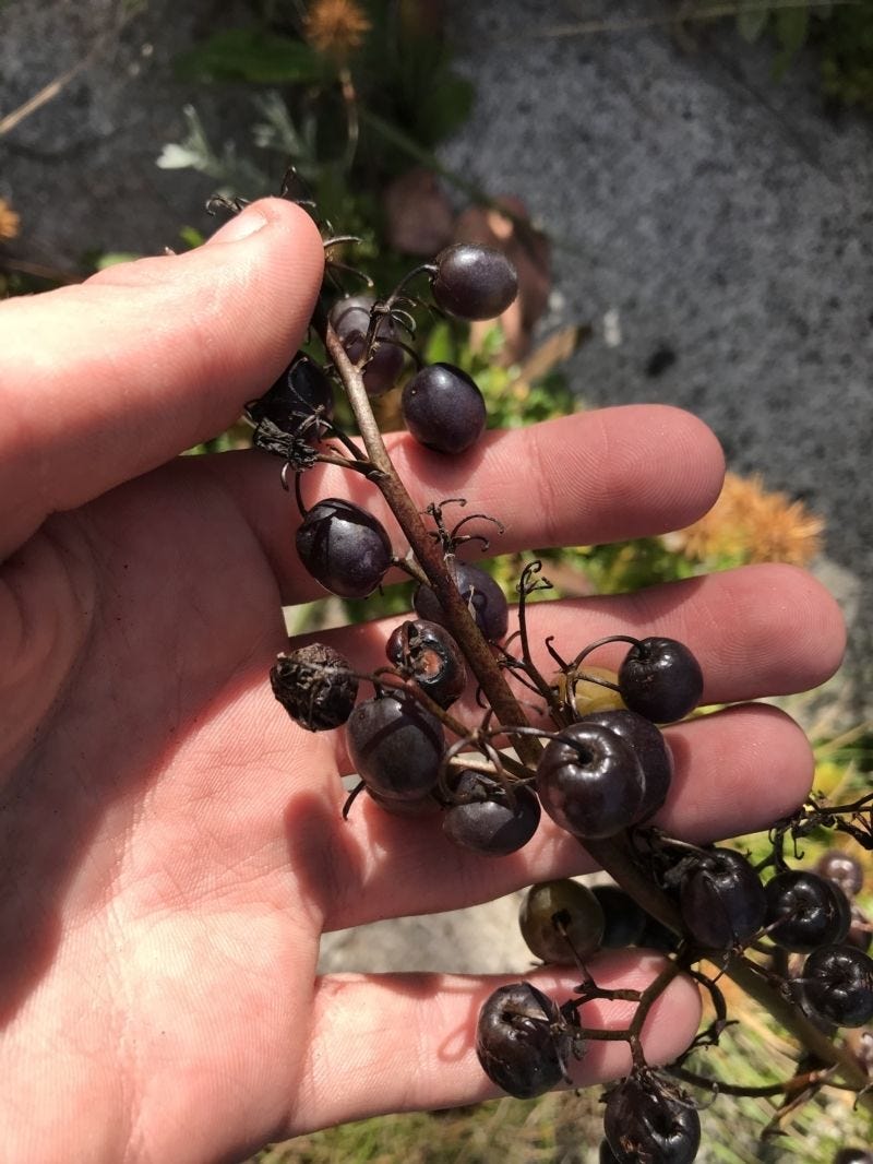 Dianella tasmanica [black berries - ATLAS - Tapirlord, 2021].jpeg