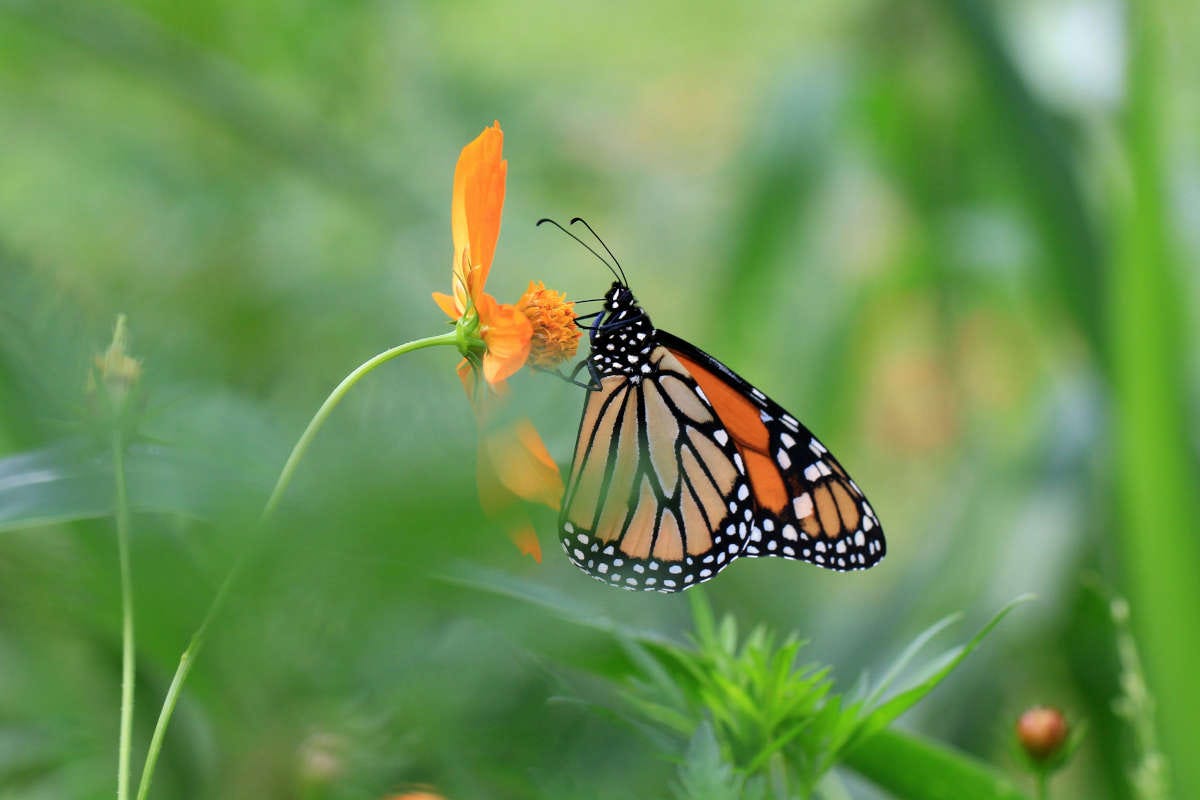 una mariposa monarca, de colores naranja, negro y blanco, sobre una flor en un campo