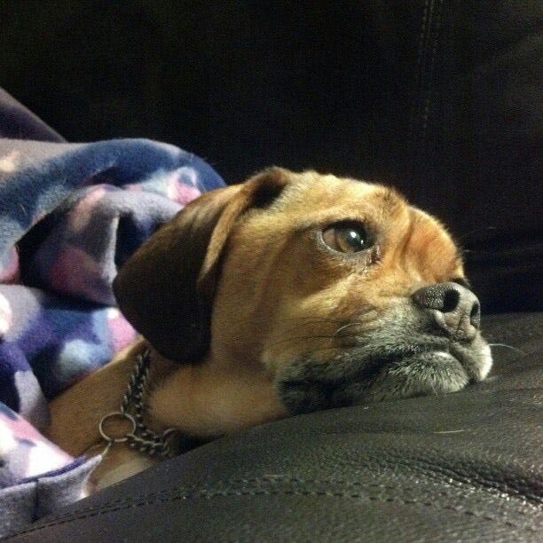 A puggle wrapped in a blanket with his chin resting on the couch armrest