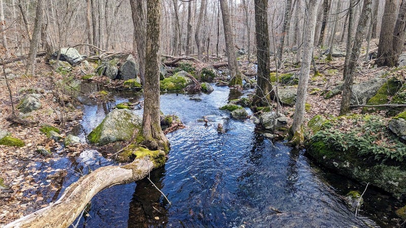 A stream through the forest in the wintertime, with mossy rocks and tree trunks