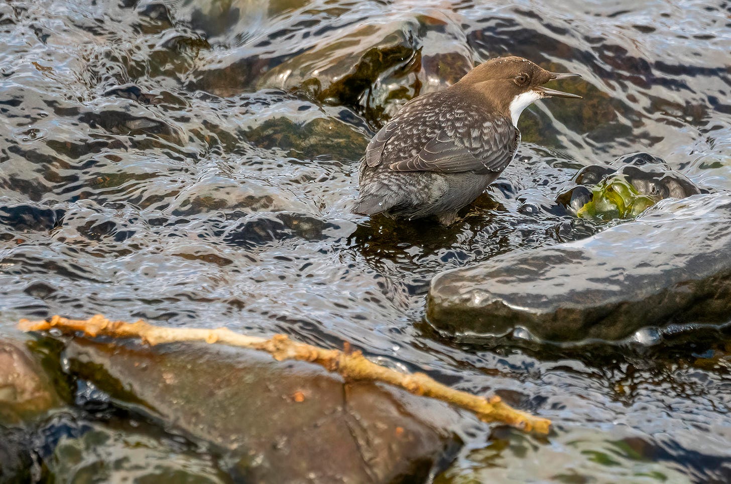 Photo of a dipper perched on a rock in a river with its beak open