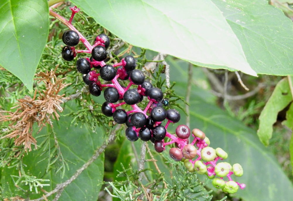 Pokeweed Fruit Maturing 