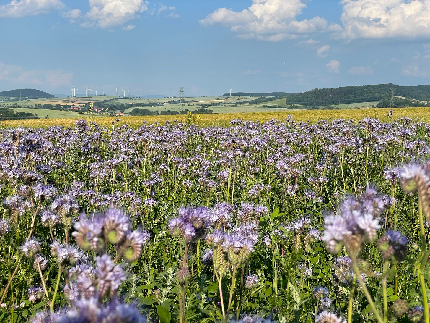 A scenic field filled with blooming purple wildflowers under a clear blue sky, with distant hills and wind turbines in the background, symbolizing open space and new growth, Near Einbeck, Germany A scenic field filled with blooming purple wildflowers under a clear blue sky, with distant hills and wind turbines in the background, symbolizing open space and new growth, Near Einbeck, Germany