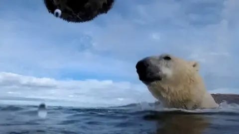 USGS/WASHINGTON STATE UNIVERSITY Polar bear in the water