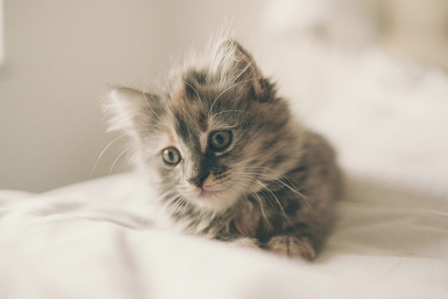 A fluffy kitten on a bed