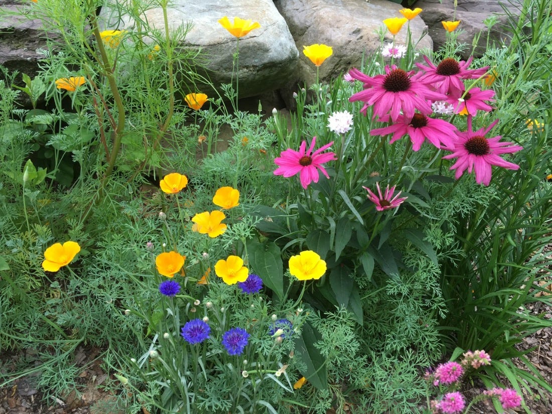 California poppies and coneflowers 