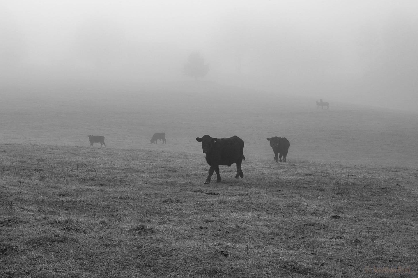 Cows about to drop a hot album in the fog