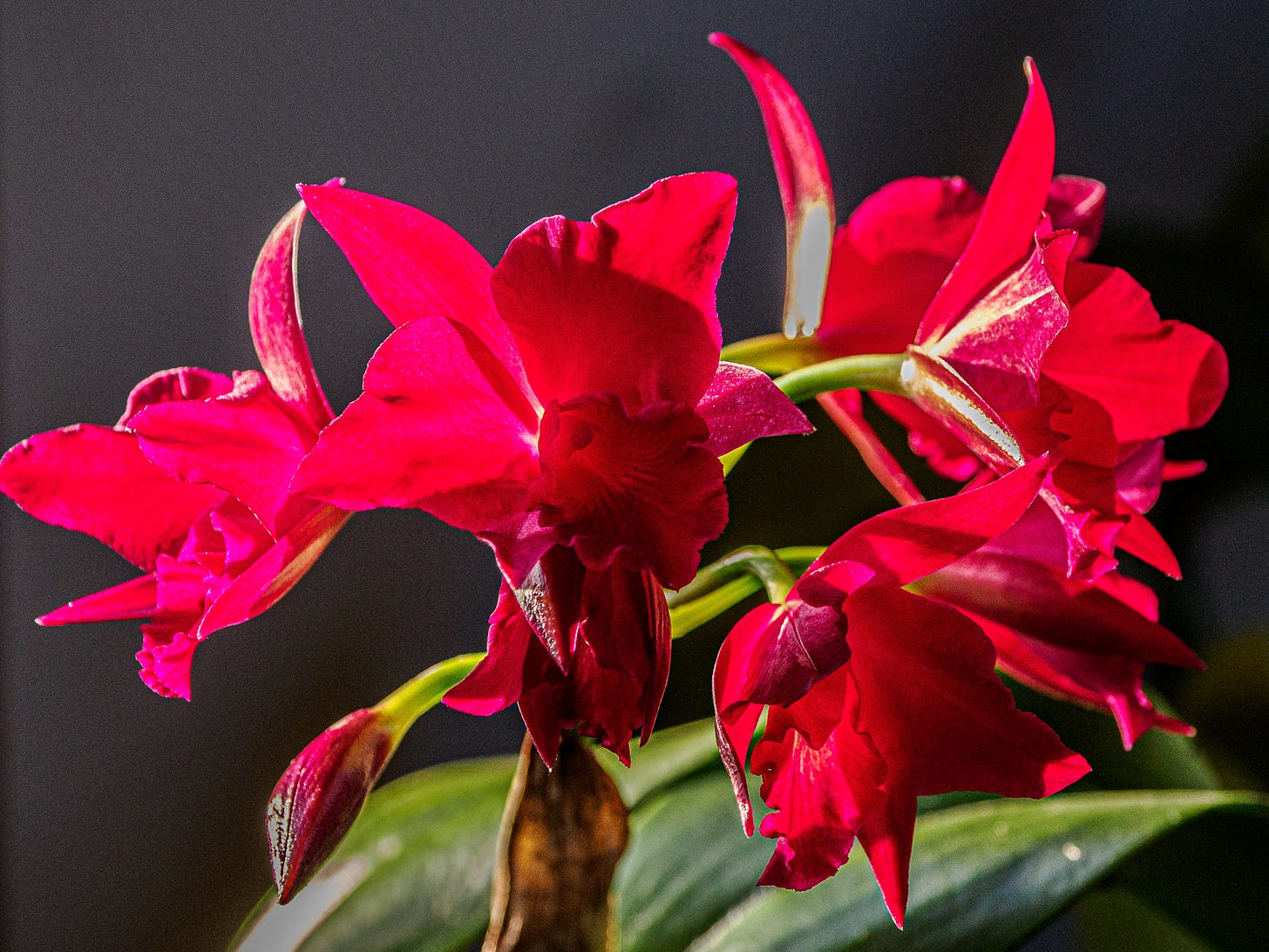 red orchid bloom