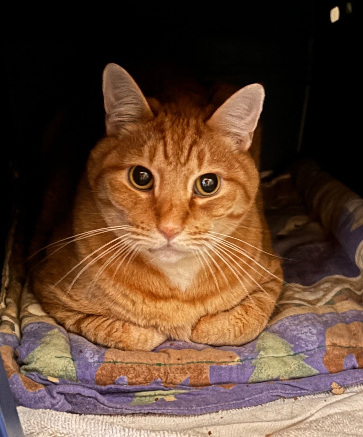 orange tabby cat inside a blue cat carrier