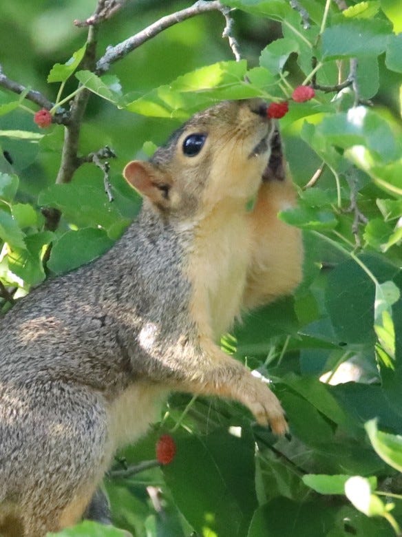 squirrel | a vacation in my mind