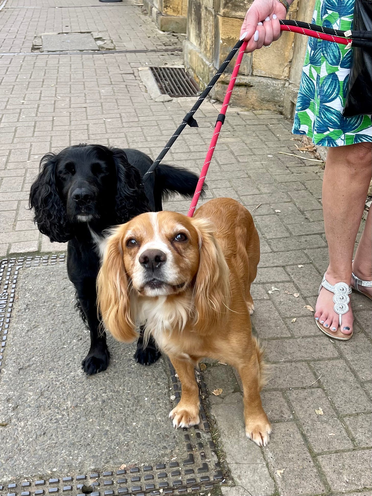 two young working Cocker Spaniel dogs, one black colored, the other tan colored on the sidewalk in Chipping Campden, England