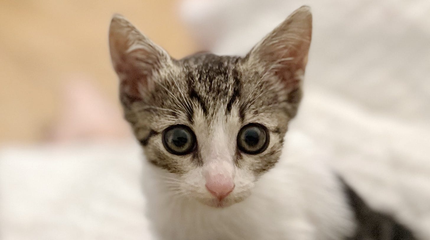 Close up of the face of a brown and white tabby kitten looking directly into the camera.