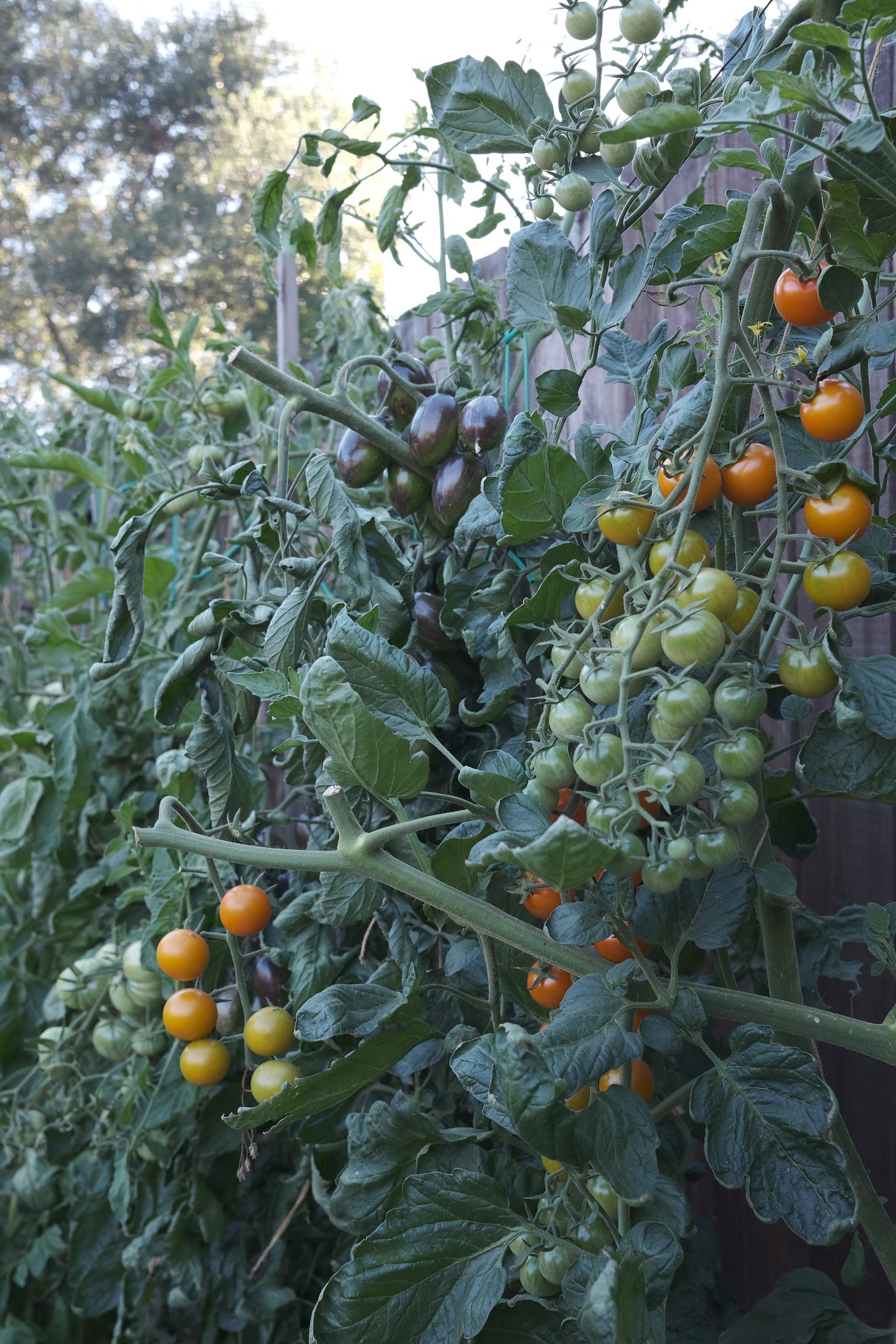 Vines of tomatoes in varying degrees of ripeness.