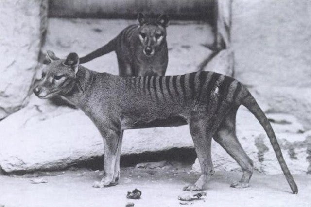 Thylacine - Wikipedia