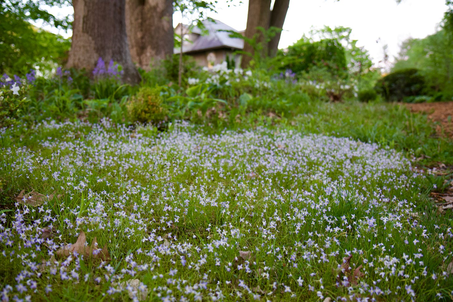 Our patch of Bluets is now growing year after year since I learned their trick—keeping the moss areas where they grow totally swept clean of leaves and debris. 