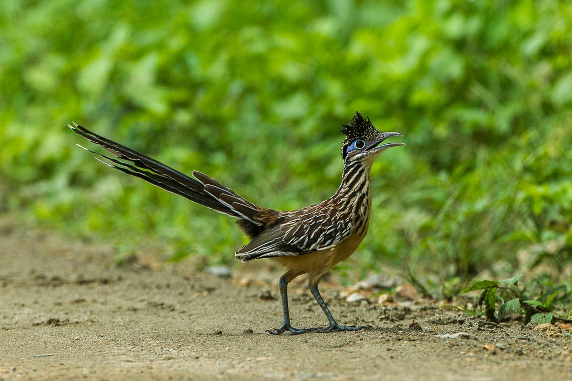 Lesser roadrunner - Wikipedia