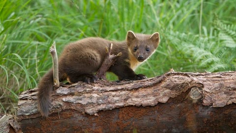 Pine marten