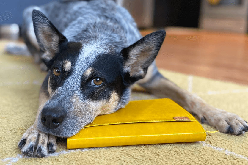 Scout the blue heeler lies down with her head resting on a yellow notebook that her owner uses to track goals and habits