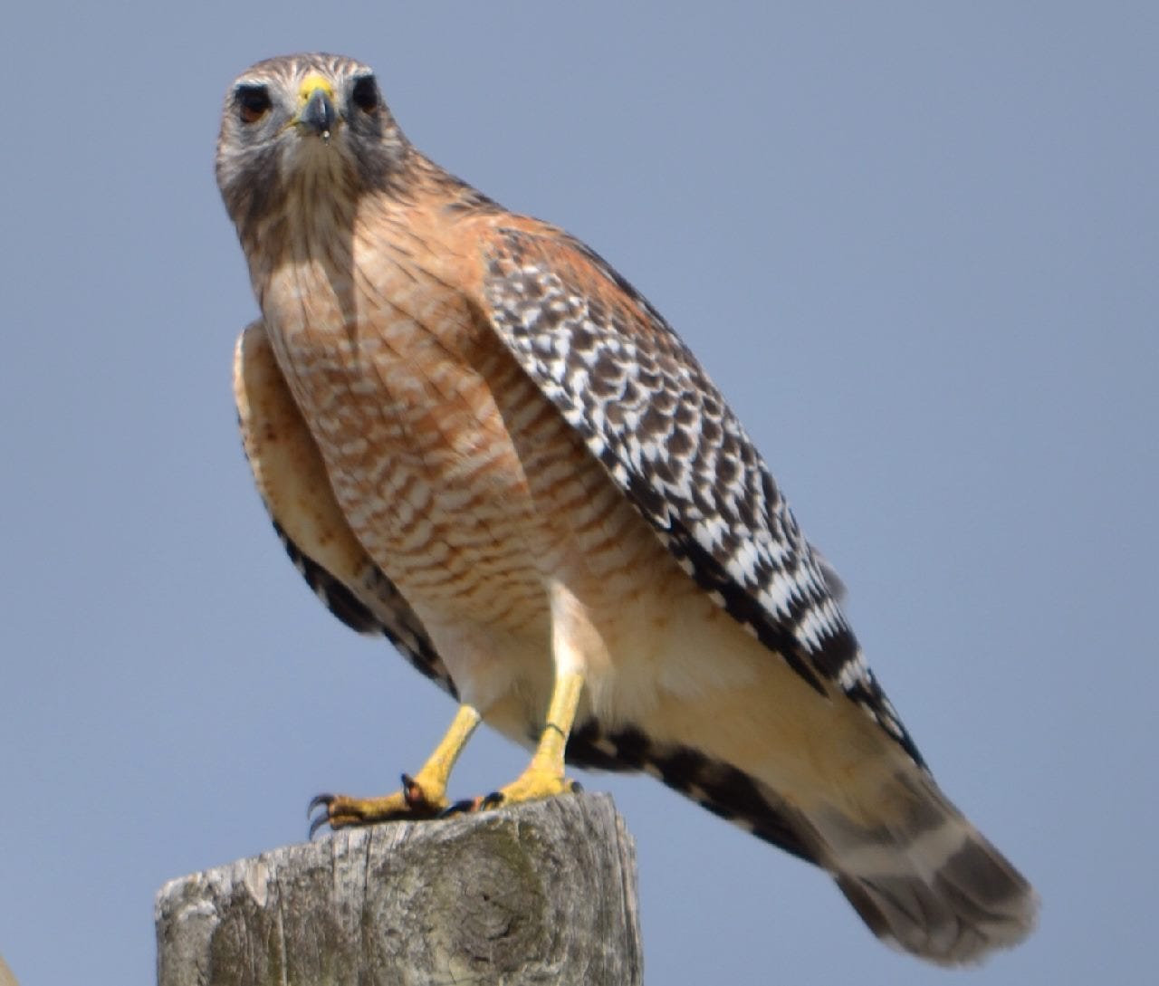 Red-shoulderedHawk_Standing-1.jpg