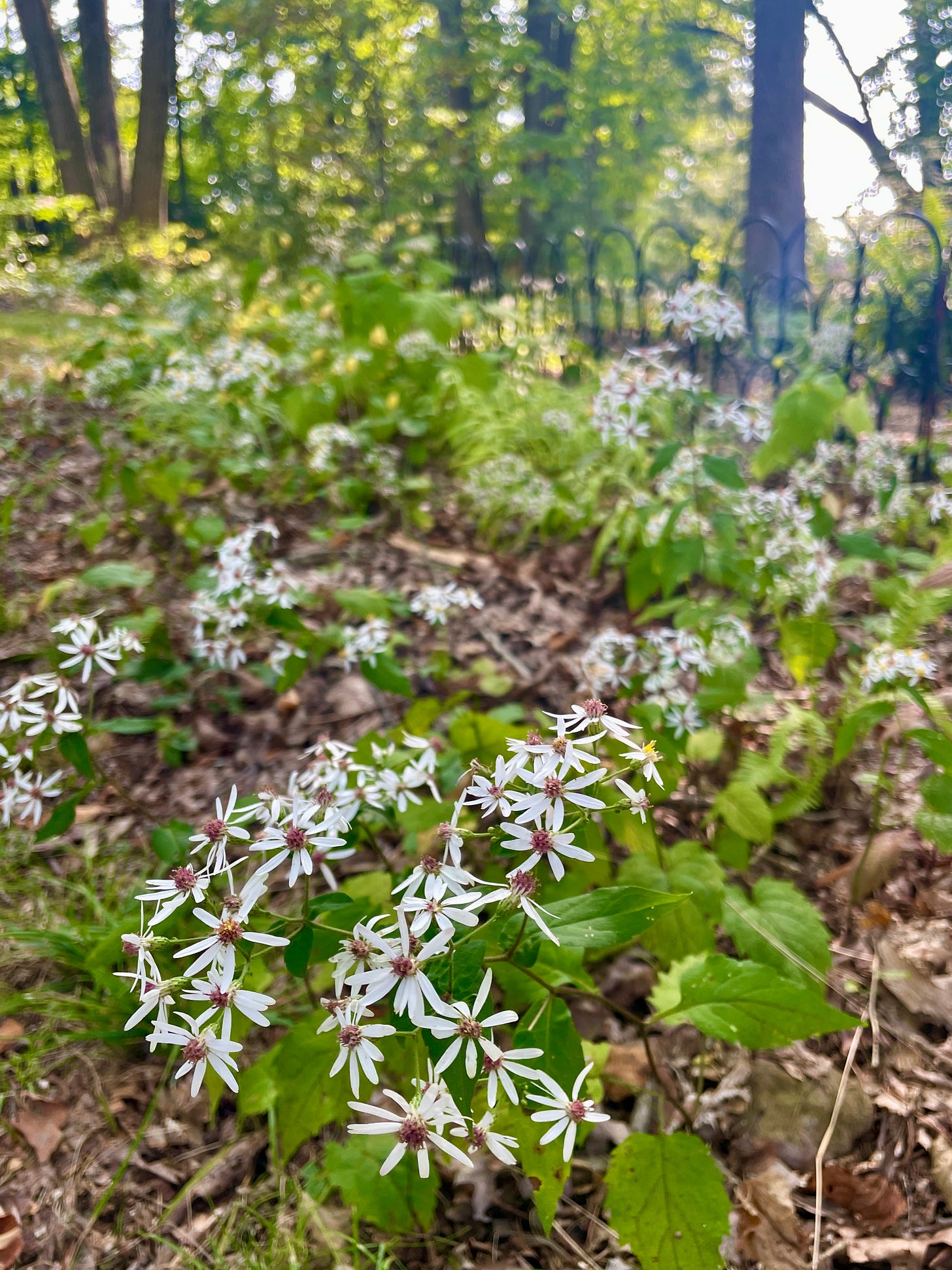 Wood Asters (Eurybia divaricata) 