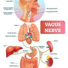 Your Vagus Nerve – Resilience Institute