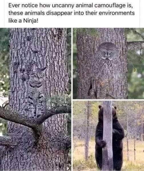 A meme split into three pictures. The caption reads: Ever notice how uncanny animal camouflage is, these animals disappear into their environments like a Ninja! 
The first picture shows a gray cat on a gray tree. The second picture showes an owl sitting on a branch. Both the owl and the cat are hard to see. The third picture shows a large brown bear trying to hide behind a slim gray tree.