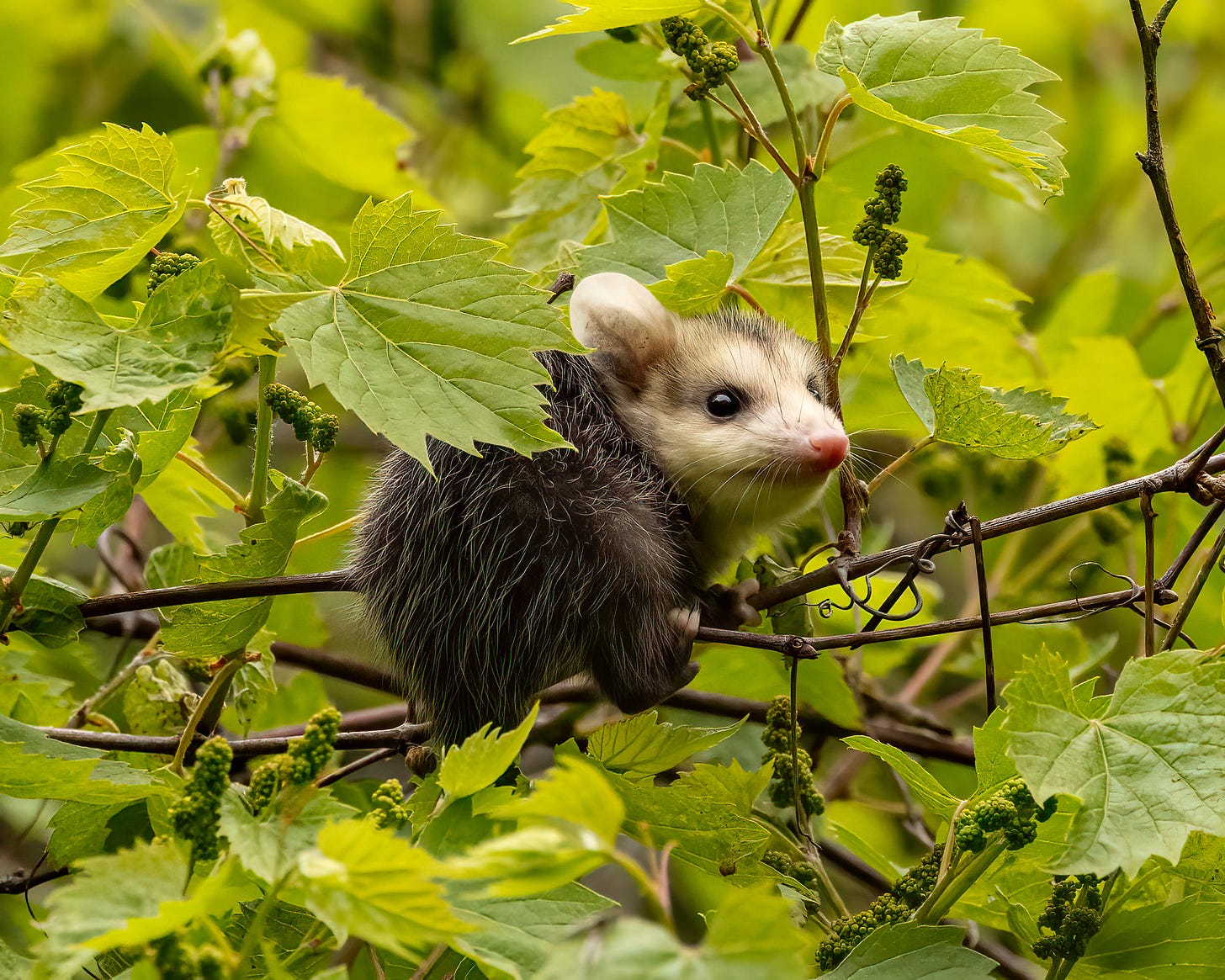 A baby opossum looks out from a bush, where it is perched on a small branch. The opossum is small with big ears and a pink nose. Its body is dark gray, and its face is white.