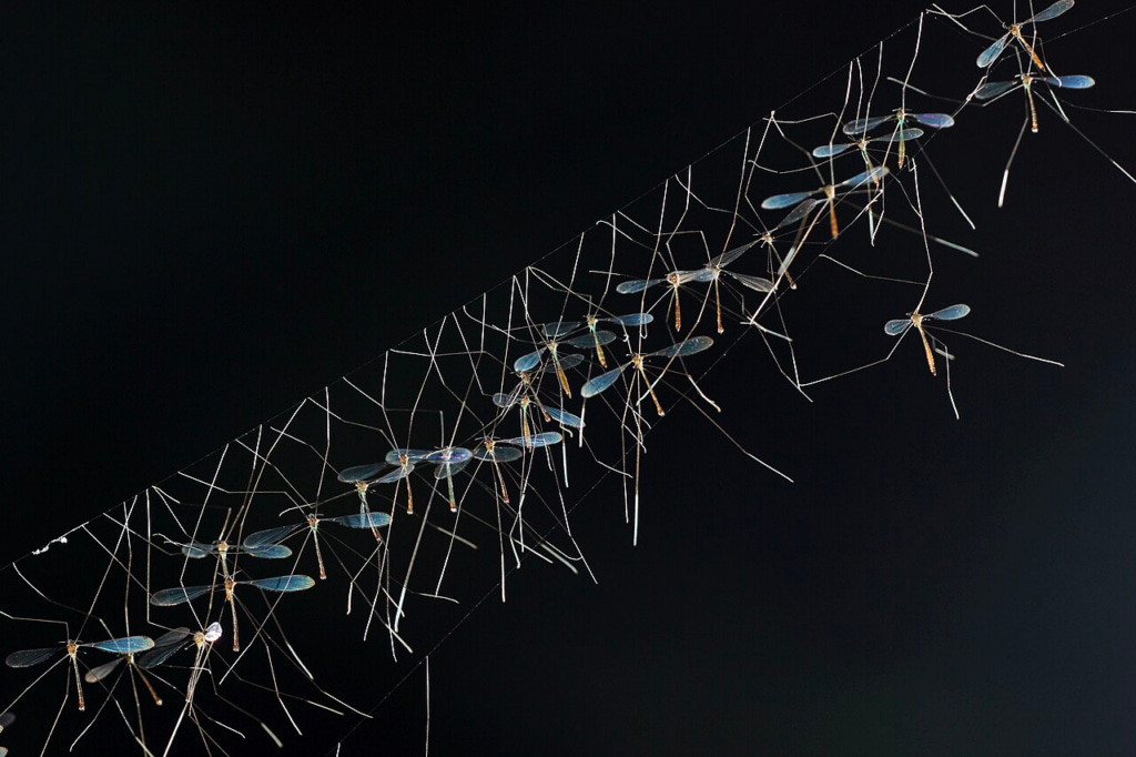 A group of dragonflies on a web

Description automatically generated