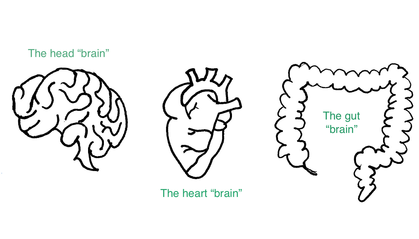 An illustration of the head "brain", the heart "brain" and the gut "brain" represented as line drawings of each of the 3 organs.