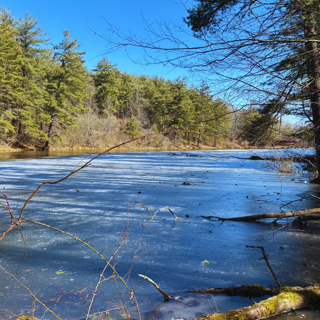 A photo of a partially frozen pond surrounded by pine trees under a blue sky.