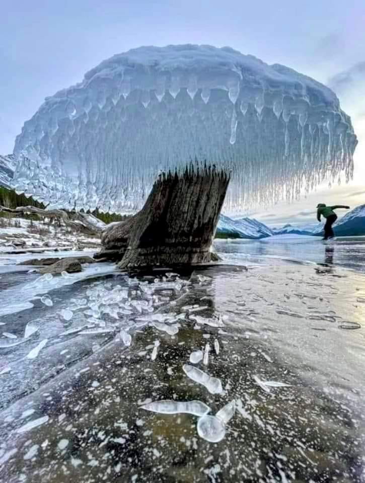 Ice Tree in Canada