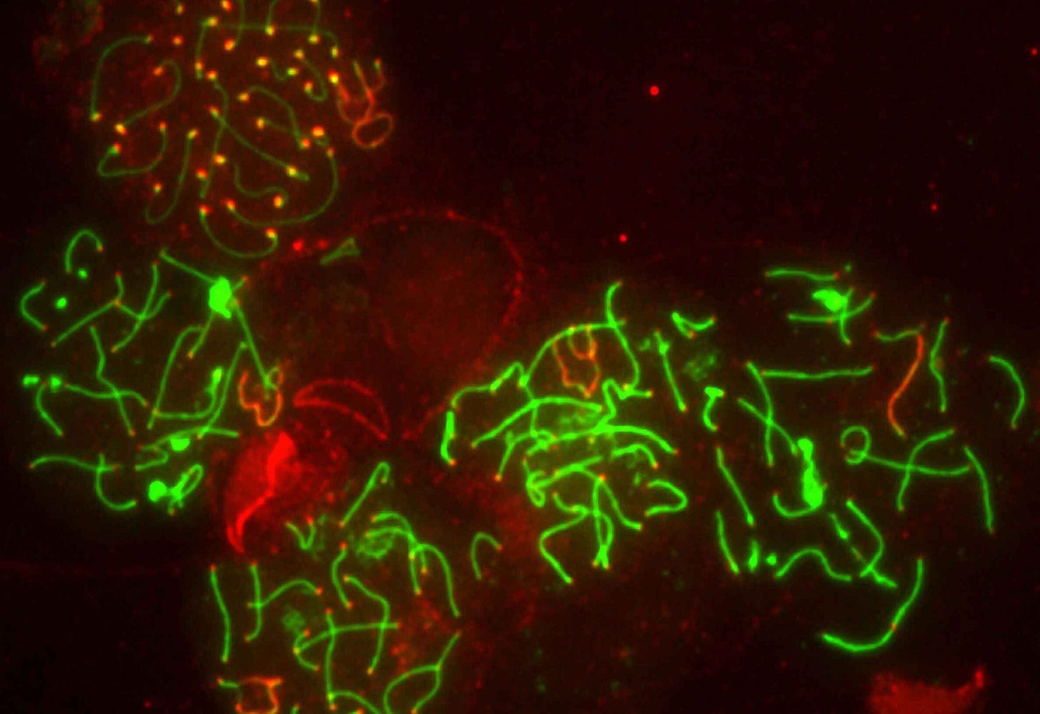 A fluorescence image of chromosomes in cells undergoing meiosis