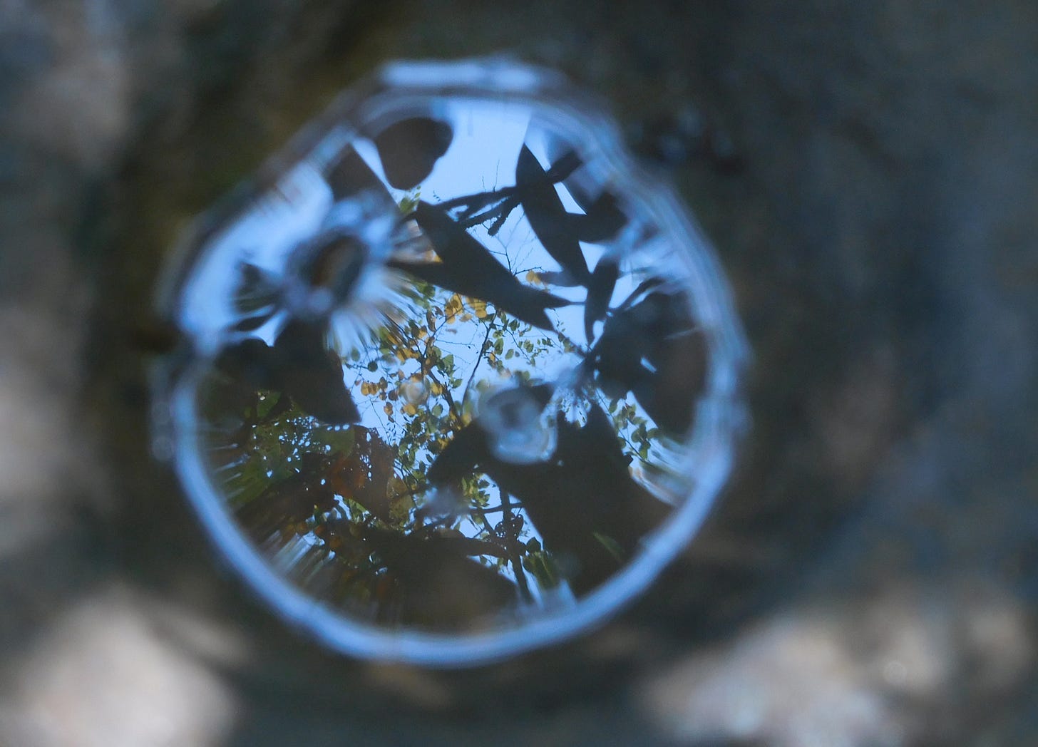 Leaves and blue sky in sharp focus reflected in a round drop of water on a fallen log in soft focus.