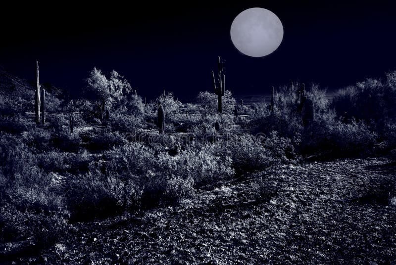 Moonlight Desert stock photo. Image of solitude, cactus - 4391894