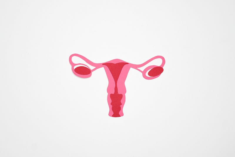 A pink and red drawing of a uterus against a white backgrond
