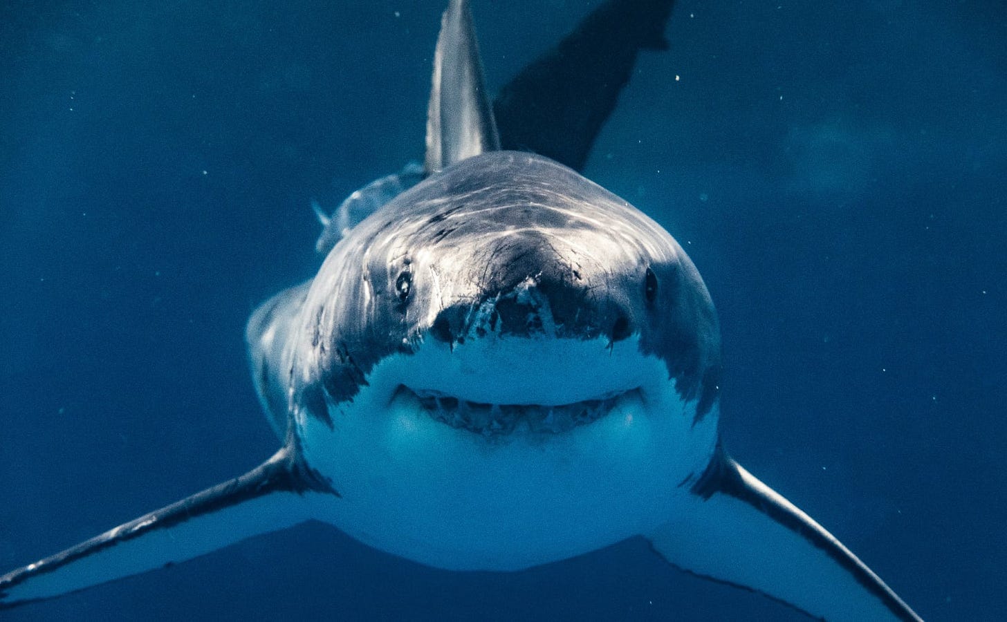 great white shark swimming toward the camera with what looks like a friendly smile on its face