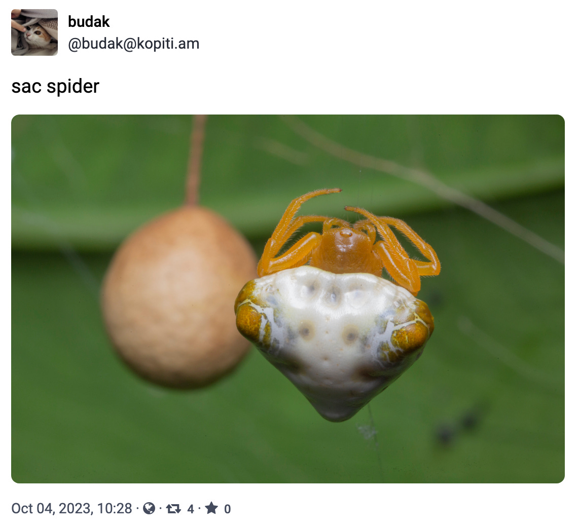 bird dropping orbweaver spider (Cyrtoarachne sp.) in her web with an brownish egg-shaped eggcase behind her.